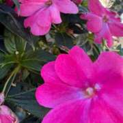 ヒメ日記 2025/10/24 13:25 投稿 はな PLAYBOY（一番町）