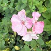 ヒメ日記 2025/11/04 09:25 投稿 はな PLAYBOY（一番町）