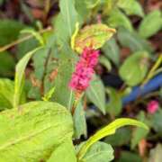 ヒメ日記 2025/11/06 12:07 投稿 はな PLAYBOY（一番町）