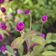 ヒメ日記 2025/11/07 11:25 投稿 はな PLAYBOY（一番町）