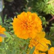 ヒメ日記 2025/11/08 07:25 投稿 はな PLAYBOY（一番町）