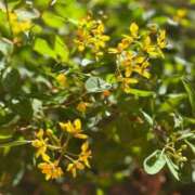 ヒメ日記 2025/11/09 07:35 投稿 はな PLAYBOY（一番町）