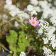 ヒメ日記 2025/11/10 06:45 投稿 はな PLAYBOY（一番町）