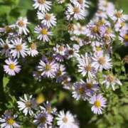 ヒメ日記 2025/11/11 11:35 投稿 はな PLAYBOY（一番町）