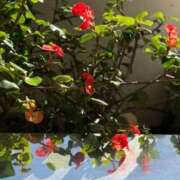 ヒメ日記 2025/11/12 10:13 投稿 はな PLAYBOY（一番町）