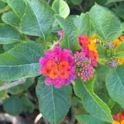 ヒメ日記 2025/11/14 10:45 投稿 はな PLAYBOY（一番町）