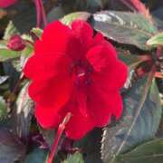 ヒメ日記 2025/11/18 10:05 投稿 はな PLAYBOY（一番町）