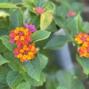 ヒメ日記 2025/11/22 07:30 投稿 はな PLAYBOY（一番町）