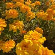 ヒメ日記 2025/11/24 12:05 投稿 はな PLAYBOY（一番町）