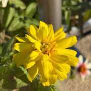 ヒメ日記 2025/11/29 07:45 投稿 はな PLAYBOY（一番町）