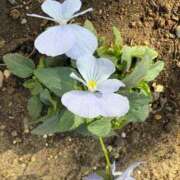 ヒメ日記 2025/11/30 13:05 投稿 はな PLAYBOY（一番町）