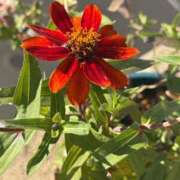 ヒメ日記 2025/12/06 07:11 投稿 はな PLAYBOY（一番町）