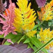 ヒメ日記 2025/12/09 08:25 投稿 はな PLAYBOY（一番町）