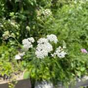 ヒメ日記 2025/12/12 07:05 投稿 はな PLAYBOY（一番町）