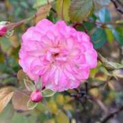 はな 今日の華♡ PLAYBOY（一番町）