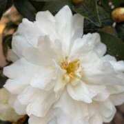 ヒメ日記 2025/12/20 10:05 投稿 はな PLAYBOY（一番町）