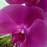 ヒメ日記 2025/12/24 12:45 投稿 はな PLAYBOY（一番町）