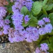 ヒメ日記 2025/12/28 12:35 投稿 はな PLAYBOY（一番町）