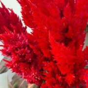 ヒメ日記 2025/12/31 09:25 投稿 はな PLAYBOY（一番町）