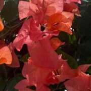 ヒメ日記 2026/01/09 09:35 投稿 はな PLAYBOY（一番町）