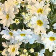 ヒメ日記 2026/01/11 10:55 投稿 はな PLAYBOY（一番町）