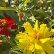 ヒメ日記 2026/01/14 09:04 投稿 はな PLAYBOY（一番町）