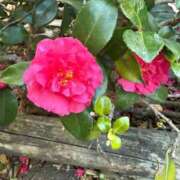 ヒメ日記 2026/01/15 09:02 投稿 はな PLAYBOY（一番町）