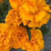 ヒメ日記 2026/01/17 08:45 投稿 はな PLAYBOY（一番町）