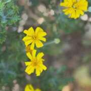 ヒメ日記 2026/01/19 08:23 投稿 はな PLAYBOY（一番町）