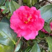 ヒメ日記 2026/01/21 05:55 投稿 はな PLAYBOY（一番町）