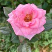 ヒメ日記 2026/01/28 08:25 投稿 はな PLAYBOY（一番町）