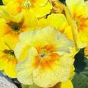 ヒメ日記 2026/01/30 08:45 投稿 はな PLAYBOY（一番町）