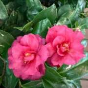 ヒメ日記 2026/02/03 12:15 投稿 はな PLAYBOY（一番町）