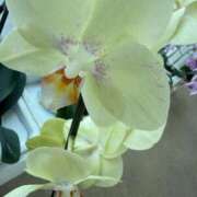 ヒメ日記 2026/02/05 10:20 投稿 はな PLAYBOY（一番町）