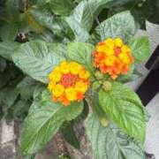 ヒメ日記 2026/02/06 09:05 投稿 はな PLAYBOY（一番町）