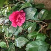 ヒメ日記 2026/02/07 08:05 投稿 はな PLAYBOY（一番町）