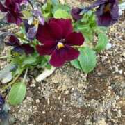 ヒメ日記 2026/02/08 07:45 投稿 はな PLAYBOY（一番町）