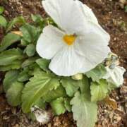 ヒメ日記 2026/02/10 09:35 投稿 はな PLAYBOY（一番町）