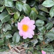 ヒメ日記 2026/02/16 10:15 投稿 はな PLAYBOY（一番町）