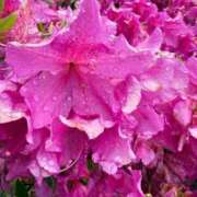 ヒメ日記 2026/02/17 09:25 投稿 はな PLAYBOY（一番町）