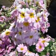 ヒメ日記 2026/02/20 09:45 投稿 はな PLAYBOY（一番町）