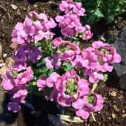 ヒメ日記 2026/02/21 08:05 投稿 はな PLAYBOY（一番町）