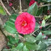 ヒメ日記 2026/02/23 07:35 投稿 はな PLAYBOY（一番町）