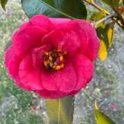 ヒメ日記 2026/02/24 11:45 投稿 はな PLAYBOY（一番町）