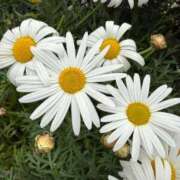 ヒメ日記 2026/03/01 09:55 投稿 はな PLAYBOY（一番町）