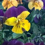 ヒメ日記 2026/03/02 09:15 投稿 はな PLAYBOY（一番町）