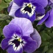 ヒメ日記 2026/03/03 08:59 投稿 はな PLAYBOY（一番町）