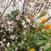 ヒメ日記 2026/03/05 08:33 投稿 はな PLAYBOY（一番町）