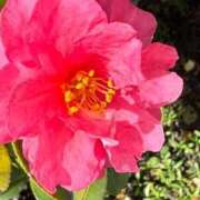 ヒメ日記 2026/03/07 06:35 投稿 はな PLAYBOY（一番町）