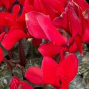 ヒメ日記 2026/03/08 10:55 投稿 はな PLAYBOY（一番町）